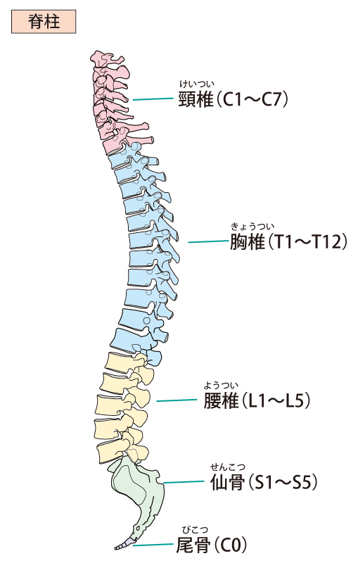 背骨の骨のイラスト