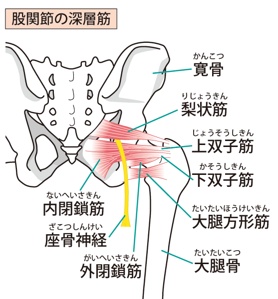 変形性股関節症へのアプローチ