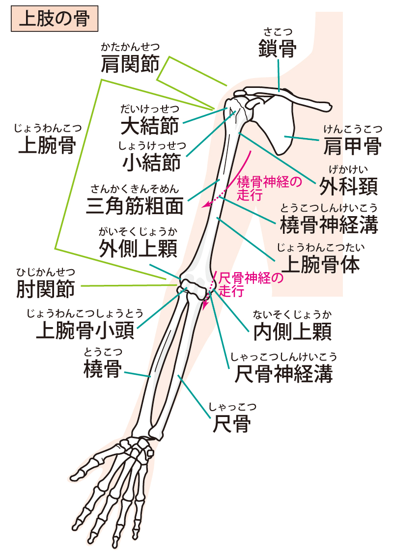 腕周りの骨格の写真