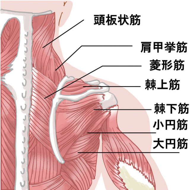肩周辺の筋肉イラスト