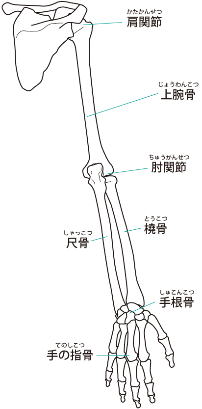 肩から指先までの骨格イラスト