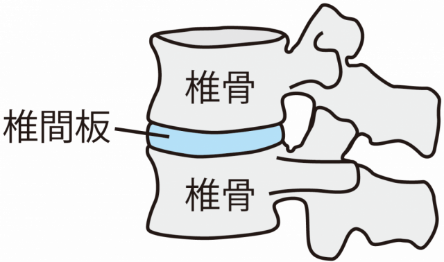 椎骨のイラスト