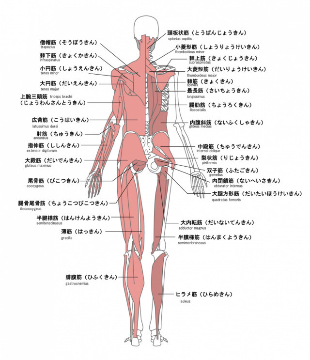 ギックリ背中 背中の痛み 鎌倉市大船の整体 年の実績 あおば鍼灸整骨院