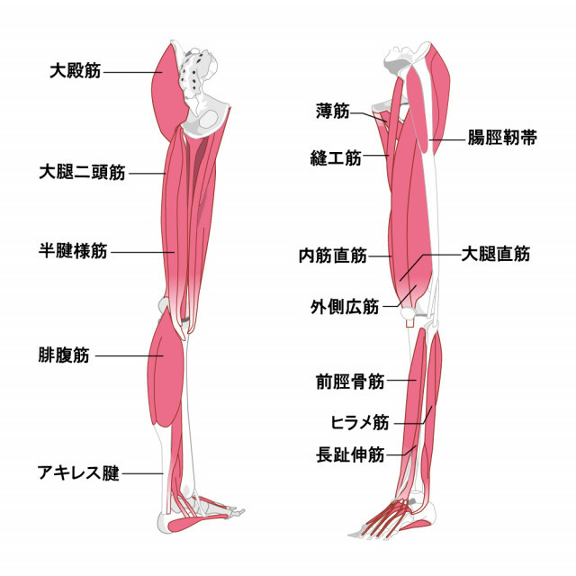 肉離れへの当院のアプローチは?